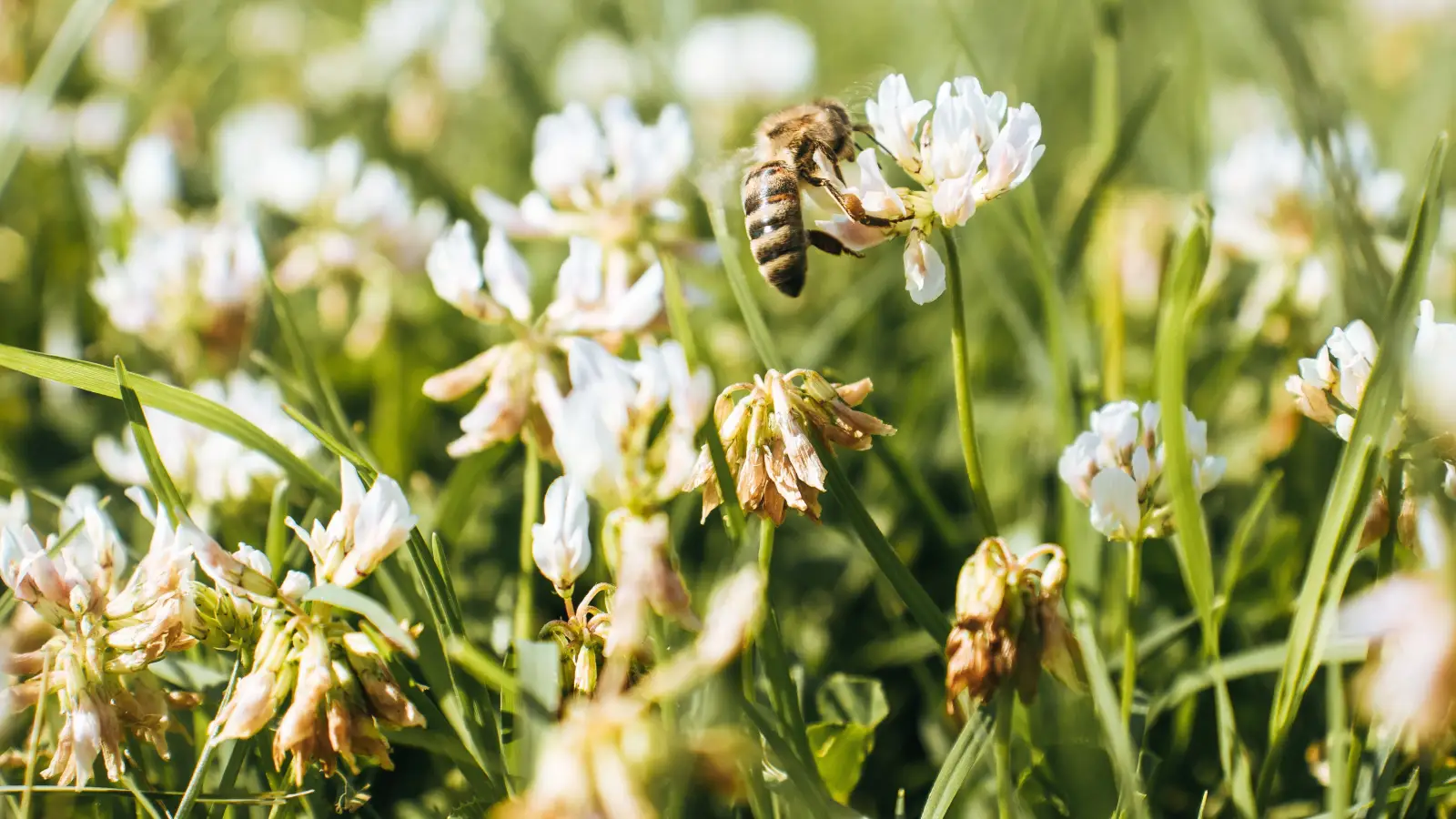 Clover, Acacia, and Wildflower: How Their Flavors Differ