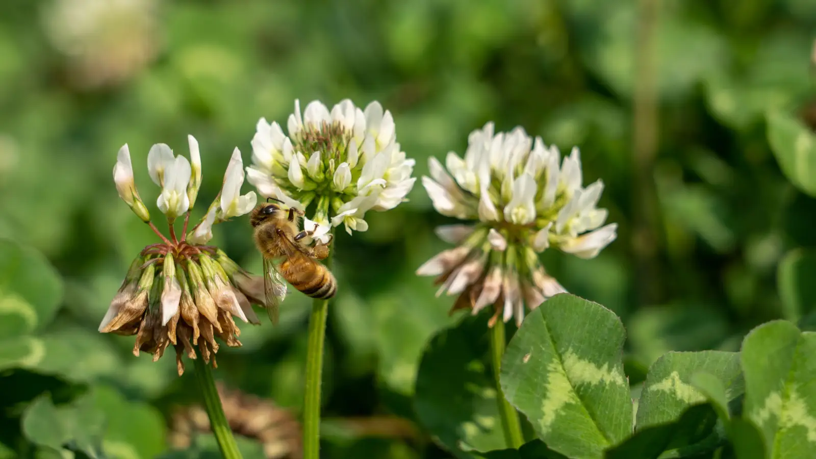 Clover Honey Explained: Taste, Grade, and What Science Actually Says