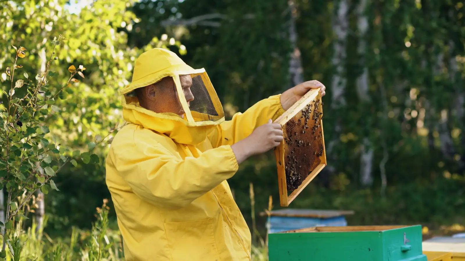 How Beekeepers Define and Classify Honey Types