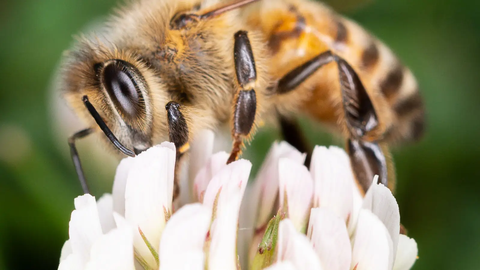 How Relying on Local Clover Honey Could Backfire for Allergies