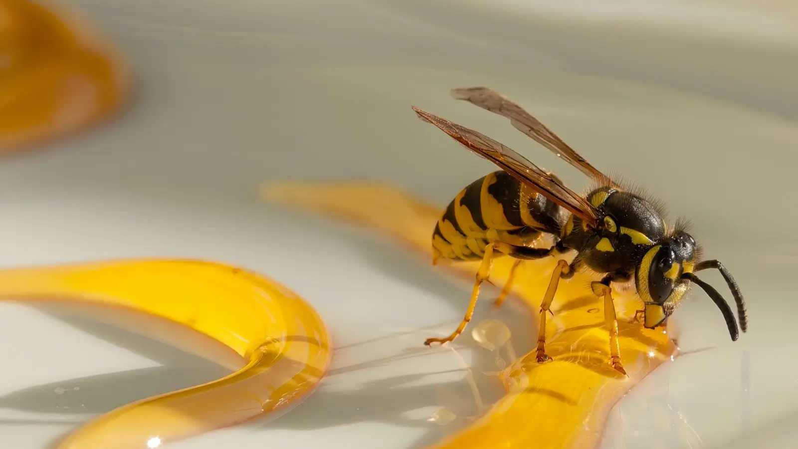 The Mistake That Makes Honey on Wounds Dangerous