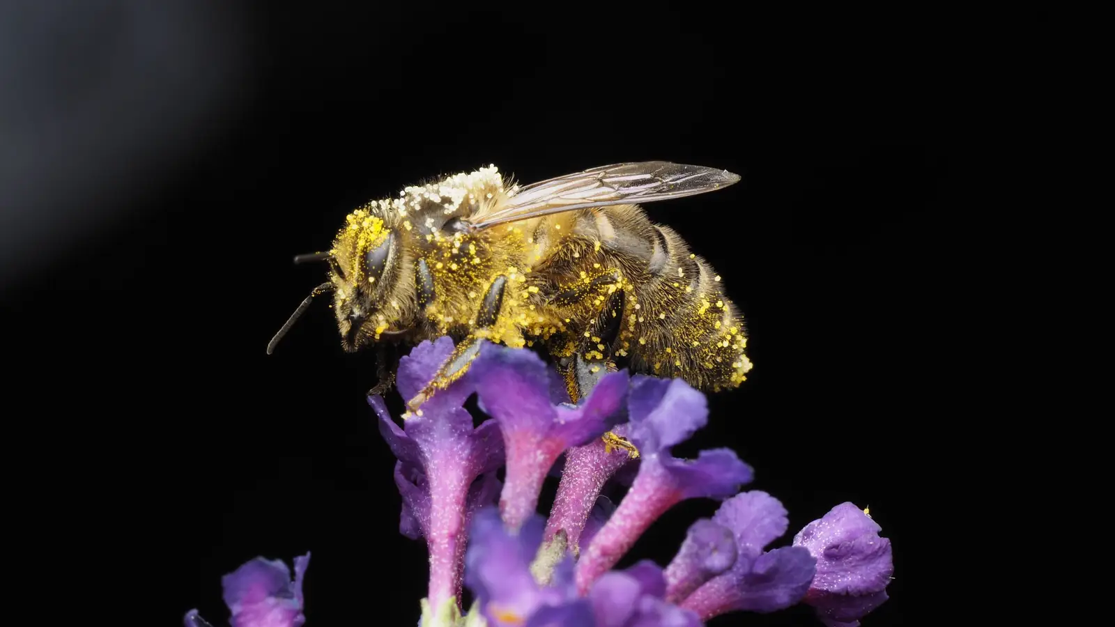 The Pollen in Local Honey Isn't What's Making You Sneeze