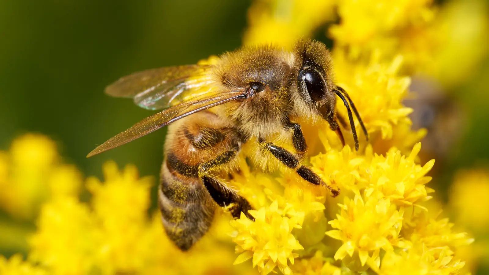 What Pollen Labs Check That Your Honey Label Won't Show