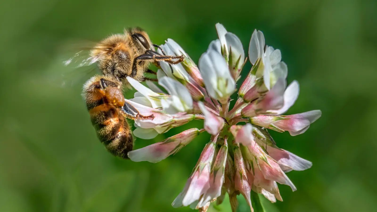 What Your Clover Honey Label Hides About Quality and Origin