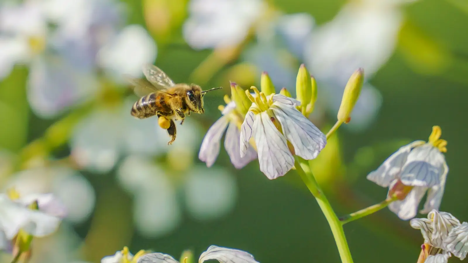Why Wildflower Honey Never Tastes the Same